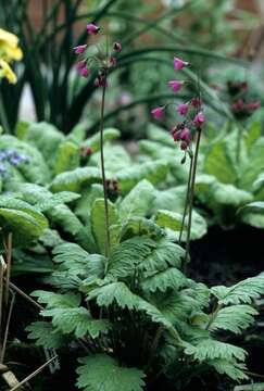 Image of Primula matthioli Richt.