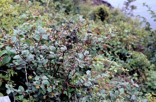 Image of Cotoneaster niger (Fr.) Fr.