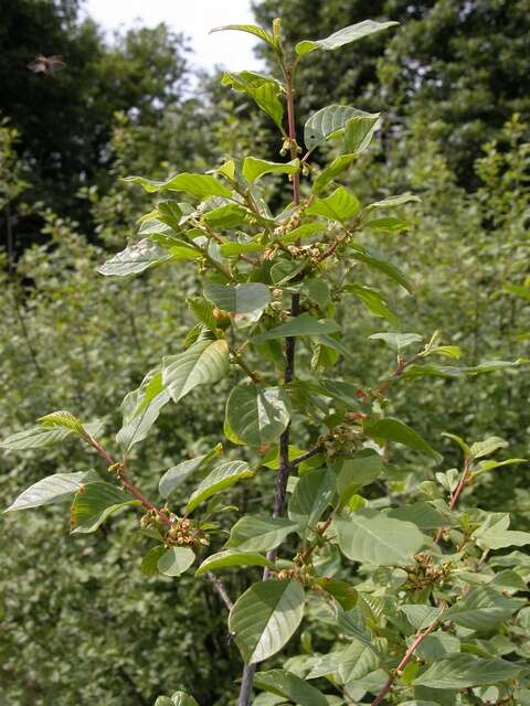 Image of buckthorn