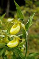 Image of <i>Cypripedium calceolus</i> var. <i>flavum</i>