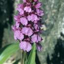 صورة Dactylorhiza foliosa (Rchb. fil.) Soó