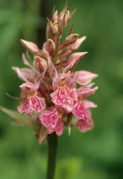Image of <i>Dactylorhiza</i> fuchsii × Dactylorhiza <i>sambucina</i>