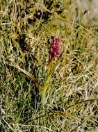 Image of Early marsh-orchid