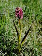 Image of Early marsh-orchid