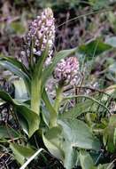 Image of Early marsh-orchid