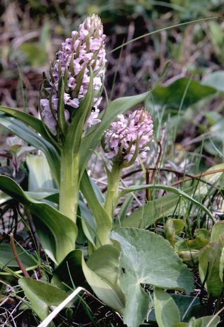 Dactylorhiza incarnata (L.) Soó resmi