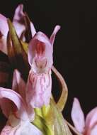 Image of Early marsh-orchid