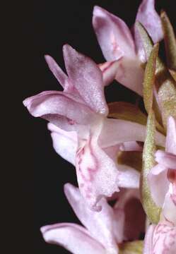 Image de Orchis incarnat