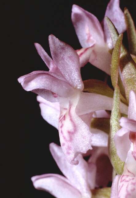 Dactylorhiza incarnata (L.) Soó resmi