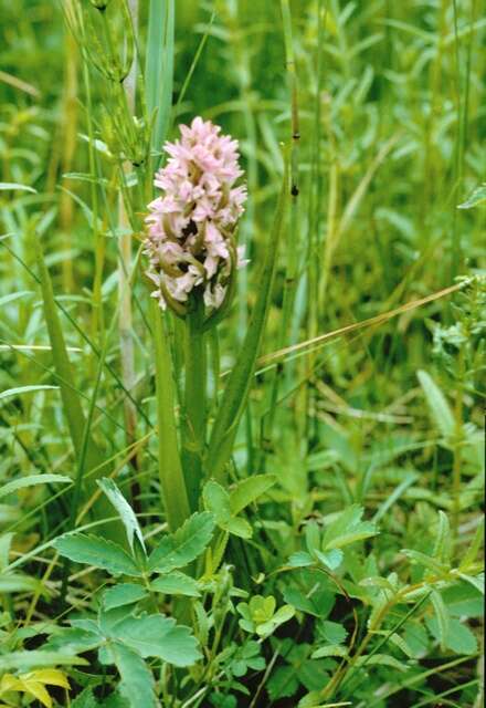 Image of Early marsh-orchid