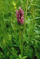 Image of Early marsh-orchid