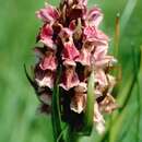 Image de Dactylorhiza incarnata subsp. lobelii (Verm.) H. A. Pedersen