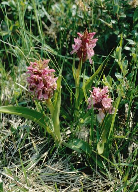 Image of Dactylorhiza incarnata subsp. lobelii (Verm.) H. A. Pedersen