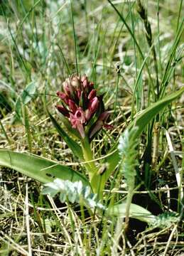 Dactylorhiza incarnata subsp. lobelii (Verm.) H. A. Pedersen resmi