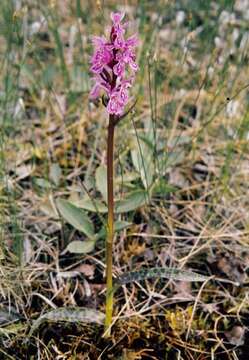 Image of Lapland Marsh Orchid