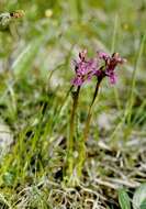 Image de Dactylorhiza lapponica (Laest. ex Hartm.) Soó