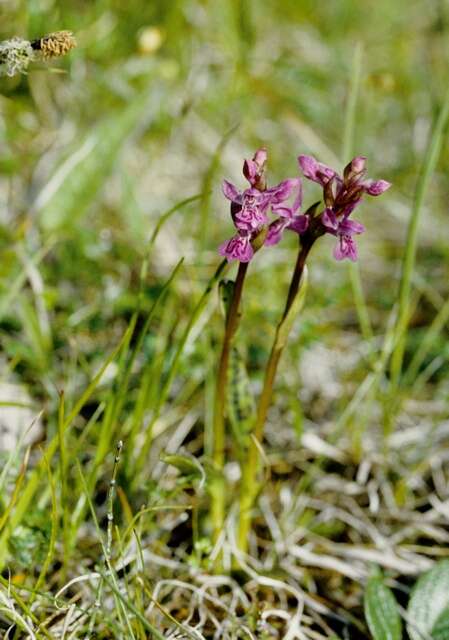 Image de Dactylorhiza lapponica (Laest. ex Hartm.) Soó