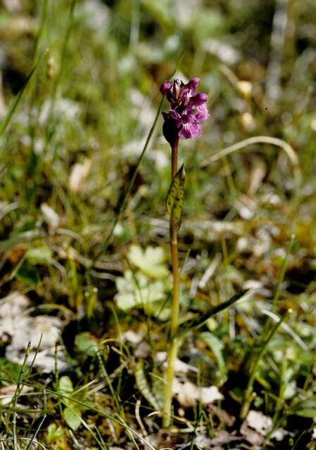 Image de Dactylorhiza lapponica (Laest. ex Hartm.) Soó