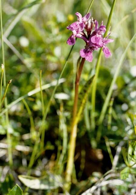 Image de Dactylorhiza lapponica (Laest. ex Hartm.) Soó