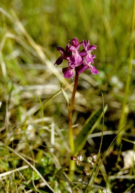 Image de Dactylorhiza lapponica (Laest. ex Hartm.) Soó