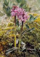 Image de Dactylorhiza lapponica (Laest. ex Hartm.) Soó