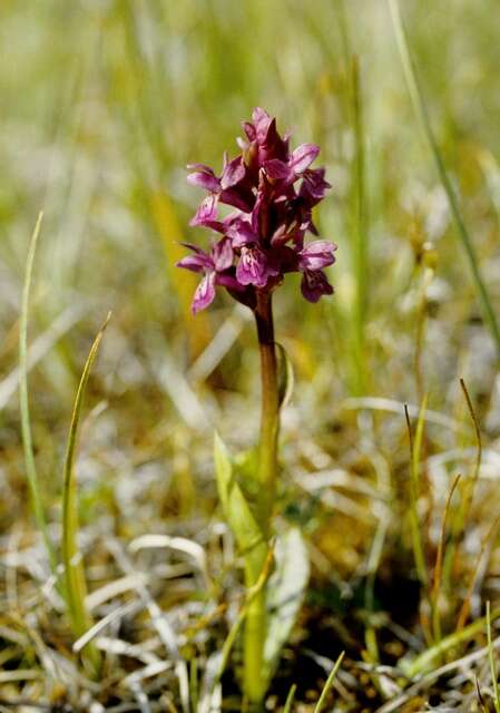 Image de Dactylorhiza lapponica (Laest. ex Hartm.) Soó