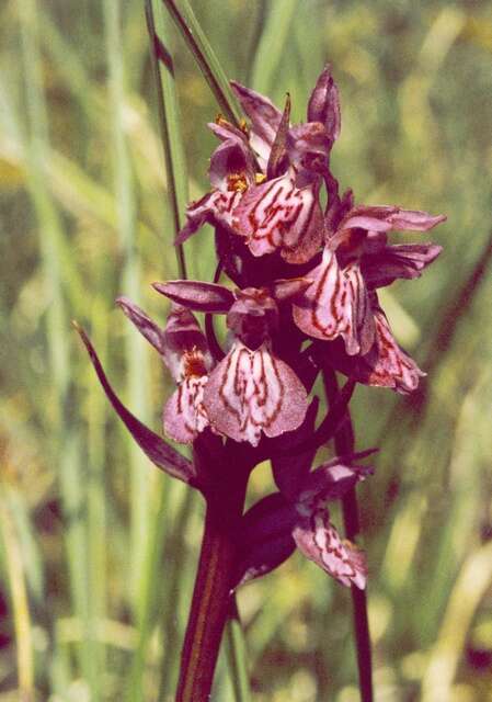 Image de Dactylorhiza lapponica (Laest. ex Hartm.) Soó