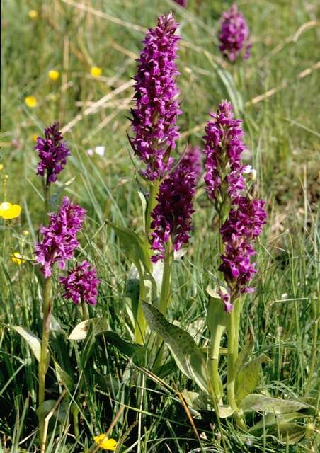 Image of Dactylorhiza majalis subsp. majalis