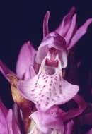 Image of Southern Marsh-orchid