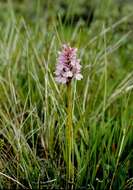 Image of Dactylorhiza majalis subsp. sphagnicola (Höppner) H. A. Pedersen & Hedrén