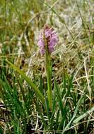 Image of Dactylorhiza majalis subsp. sphagnicola (Höppner) H. A. Pedersen & Hedrén