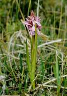 Image of Dactylorhiza majalis subsp. sphagnicola (Höppner) H. A. Pedersen & Hedrén