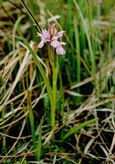 Image of Dactylorhiza majalis subsp. sphagnicola (Höppner) H. A. Pedersen & Hedrén