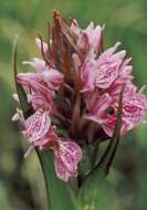 Image of Dactylorhiza majalis subsp. sphagnicola (Höppner) H. A. Pedersen & Hedrén