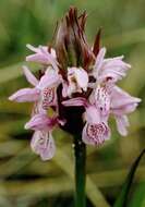 Image of Dactylorhiza majalis subsp. sphagnicola (Höppner) H. A. Pedersen & Hedrén