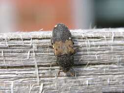 Image of larder beetle