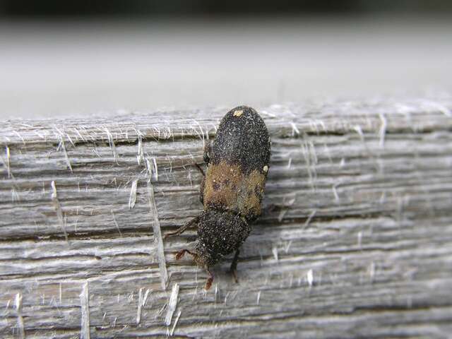 Image of larder beetle