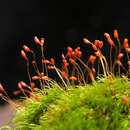 Image of Silky Forklet Moss