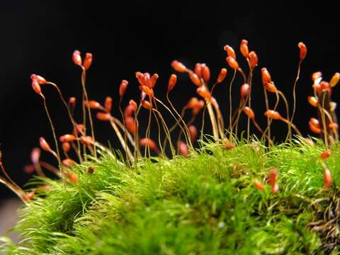 Image of dicranella moss