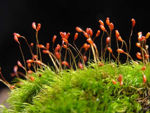 Image of mosses