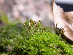 Image of dicranoweisia moss