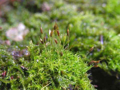 Image of dicranoweisia moss