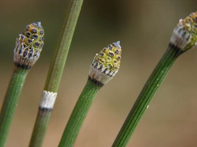 Image of <i>Equisetum hyemale</i>