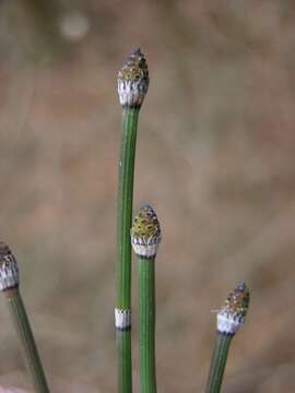 Image of <i>Equisetum hyemale</i>