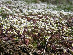 Image of common whitlowgrass