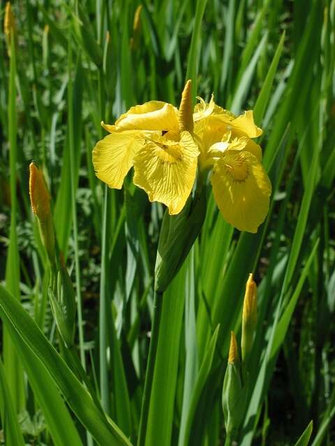 Image of iris