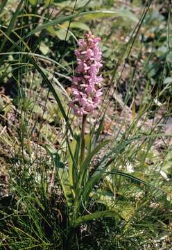 Image of Rein Orchids