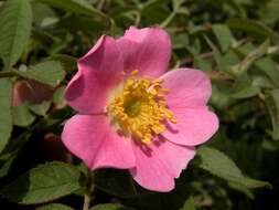 Image of Rose