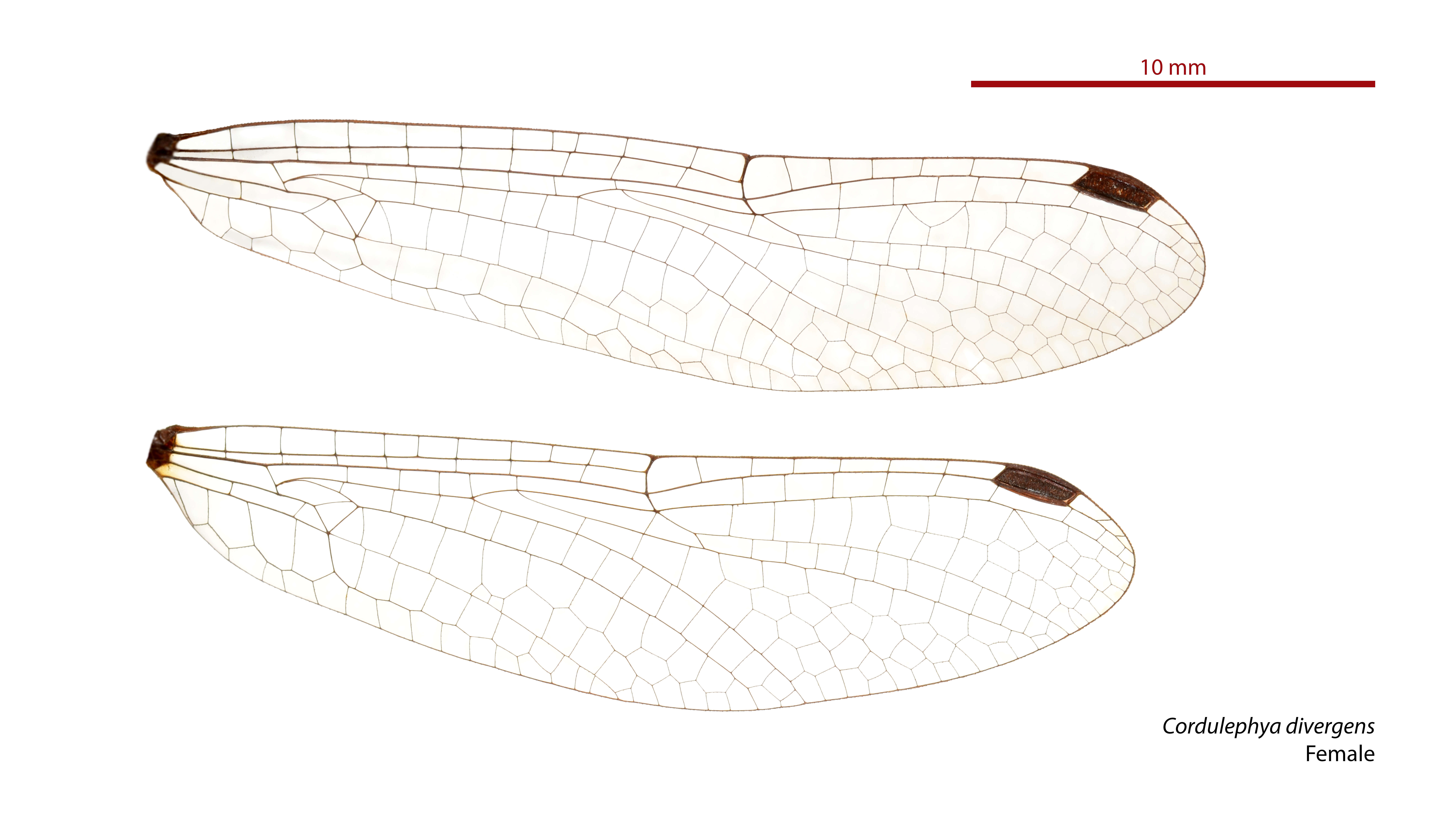 Image of Cordulephya divergens Tillyard 1917