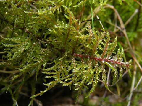 Image of hylocomium feather moss